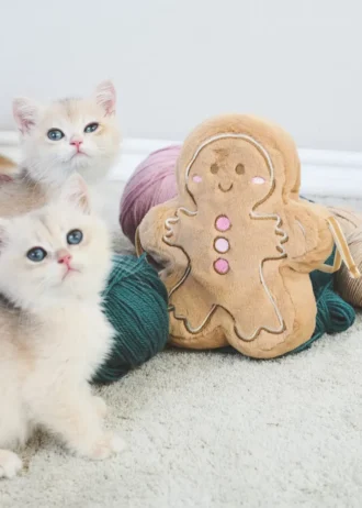 Sac à biscuits au gingembre